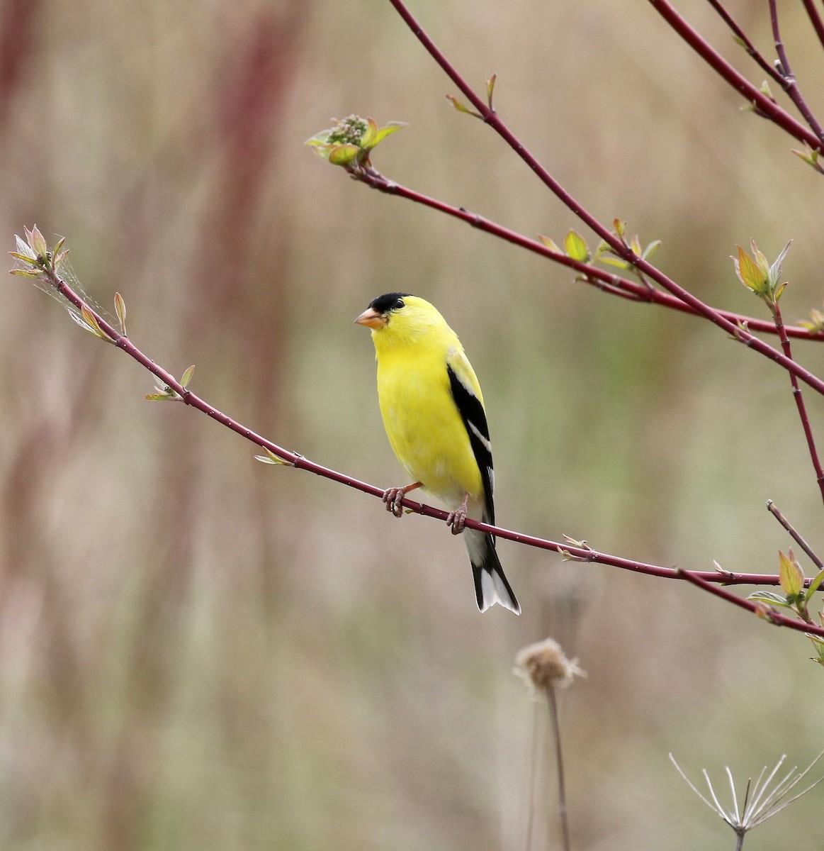 American Goldfinch - ML636200631