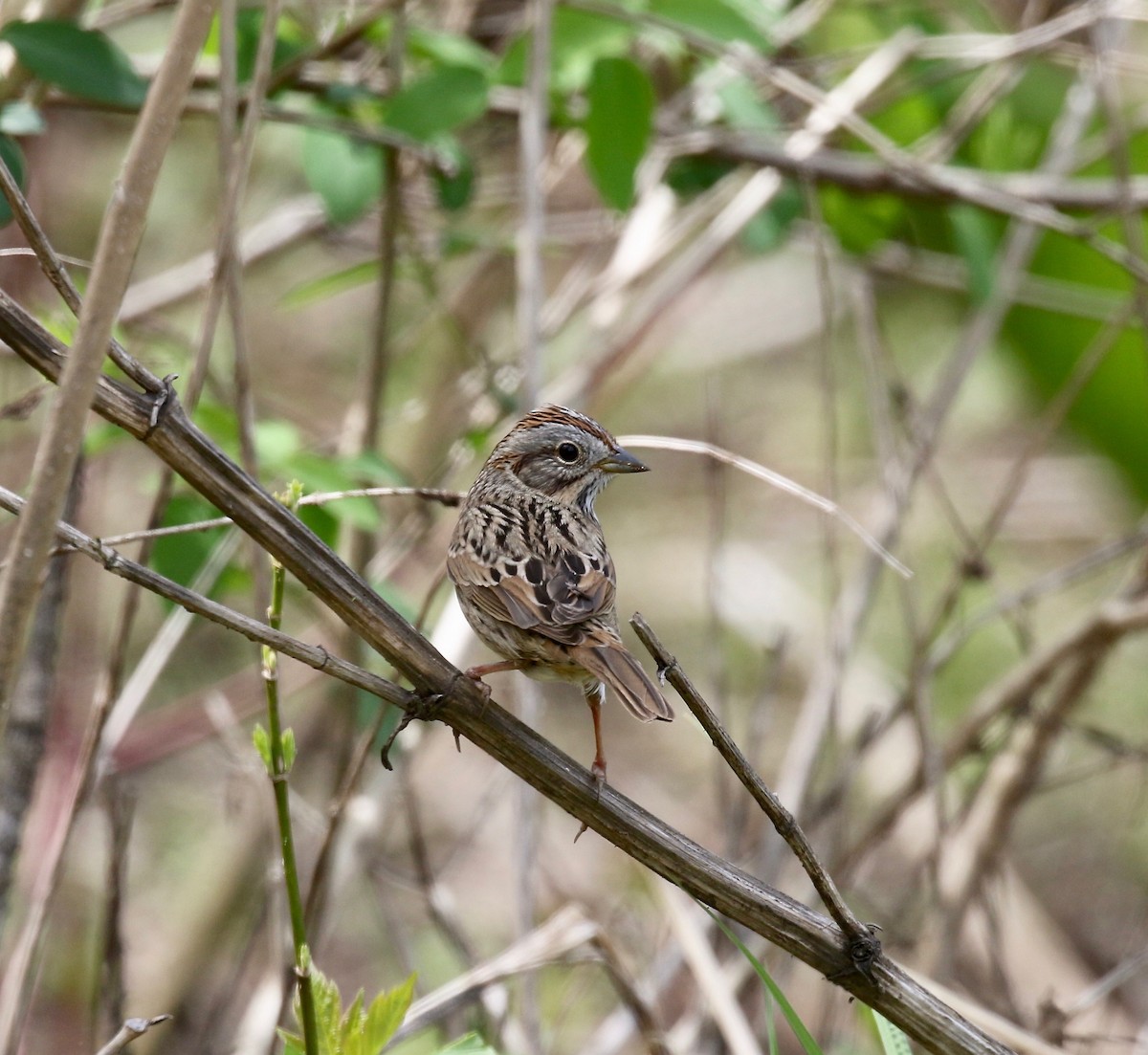 Lincoln's Sparrow - ML636200658