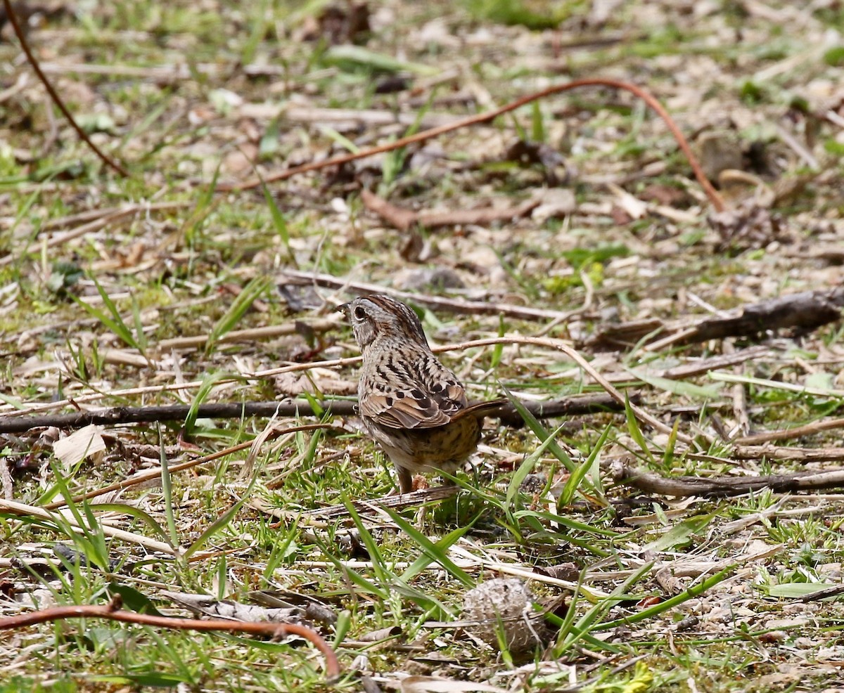 Lincoln's Sparrow - ML636200659