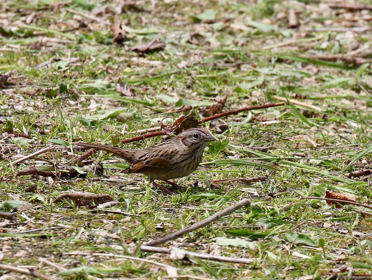 Lincoln's Sparrow - ML636200663
