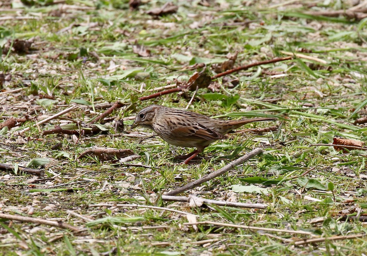 Lincoln's Sparrow - ML636200665