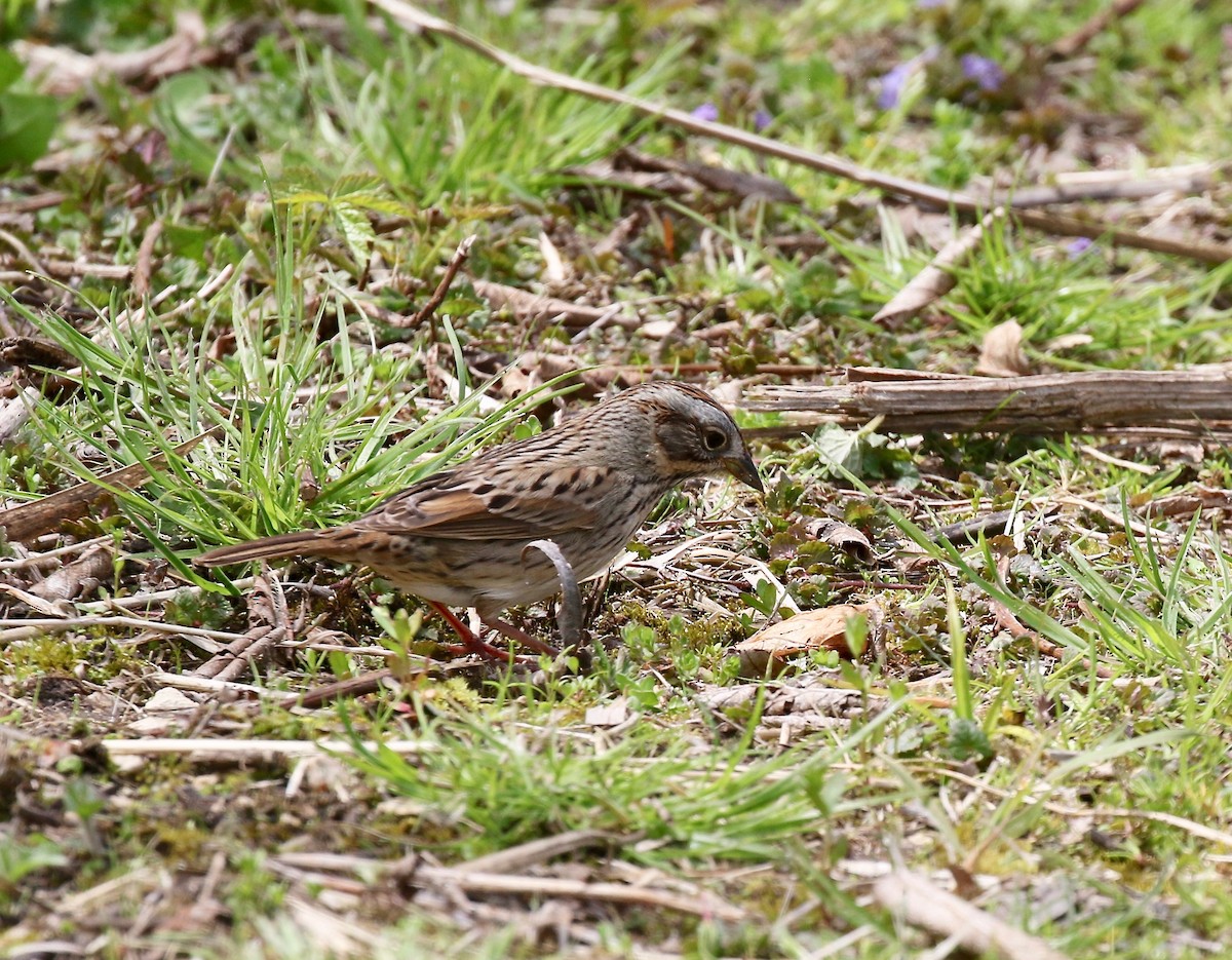 Lincoln's Sparrow - ML636200666