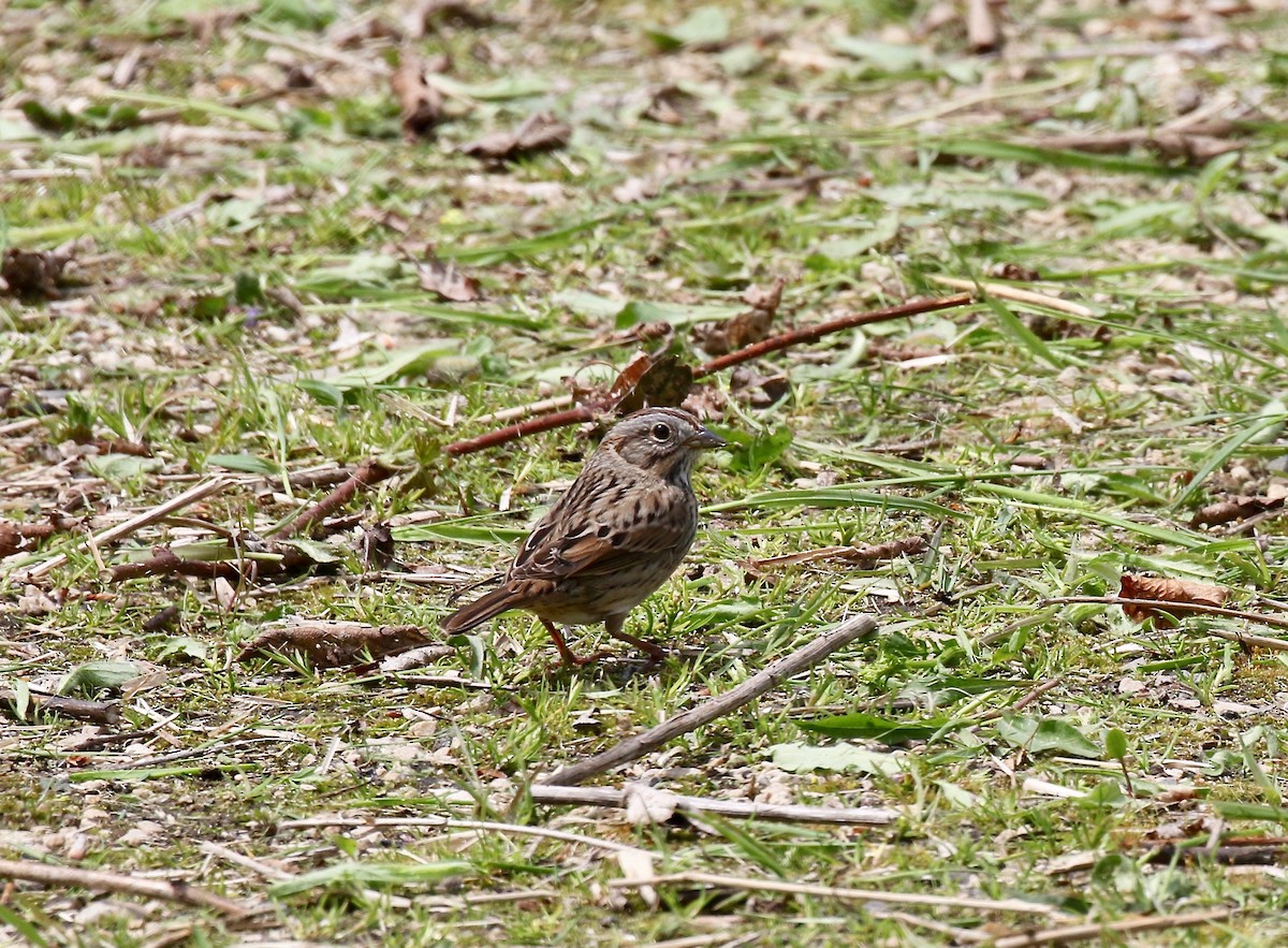 Lincoln's Sparrow - ML636200667