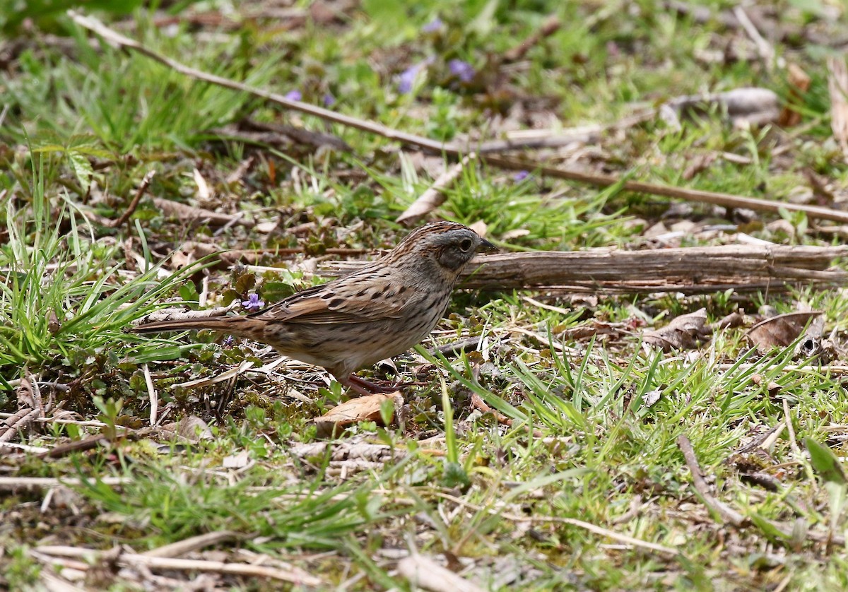 Lincoln's Sparrow - ML636200668