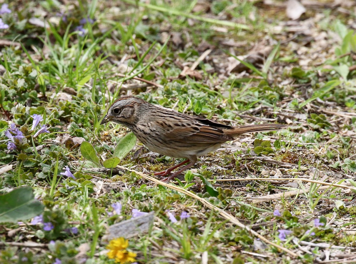 Lincoln's Sparrow - ML636200669