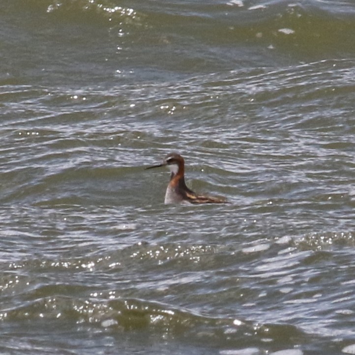 Red-necked Phalarope - ML636200672