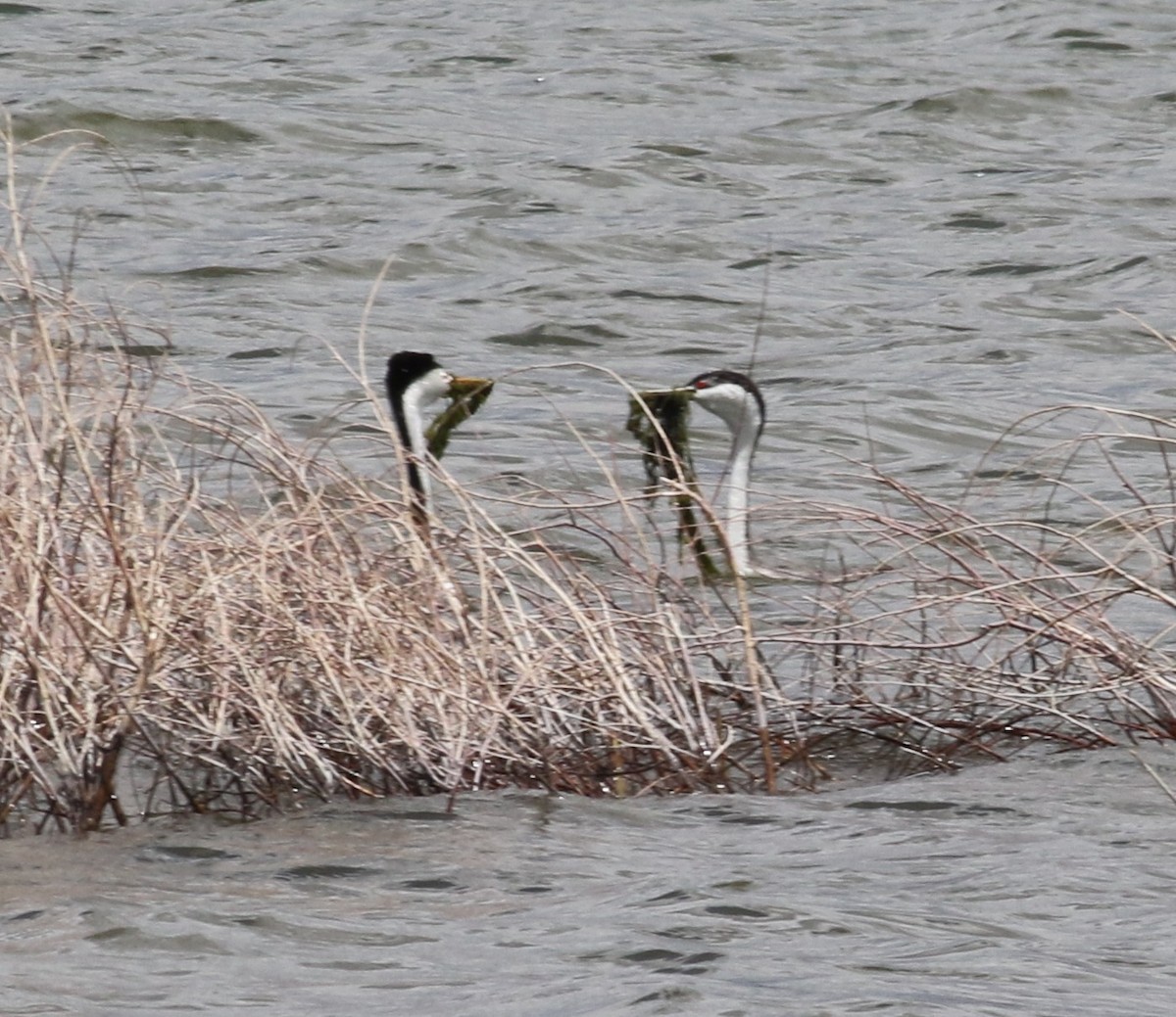 Clark's Grebe - ML636200706