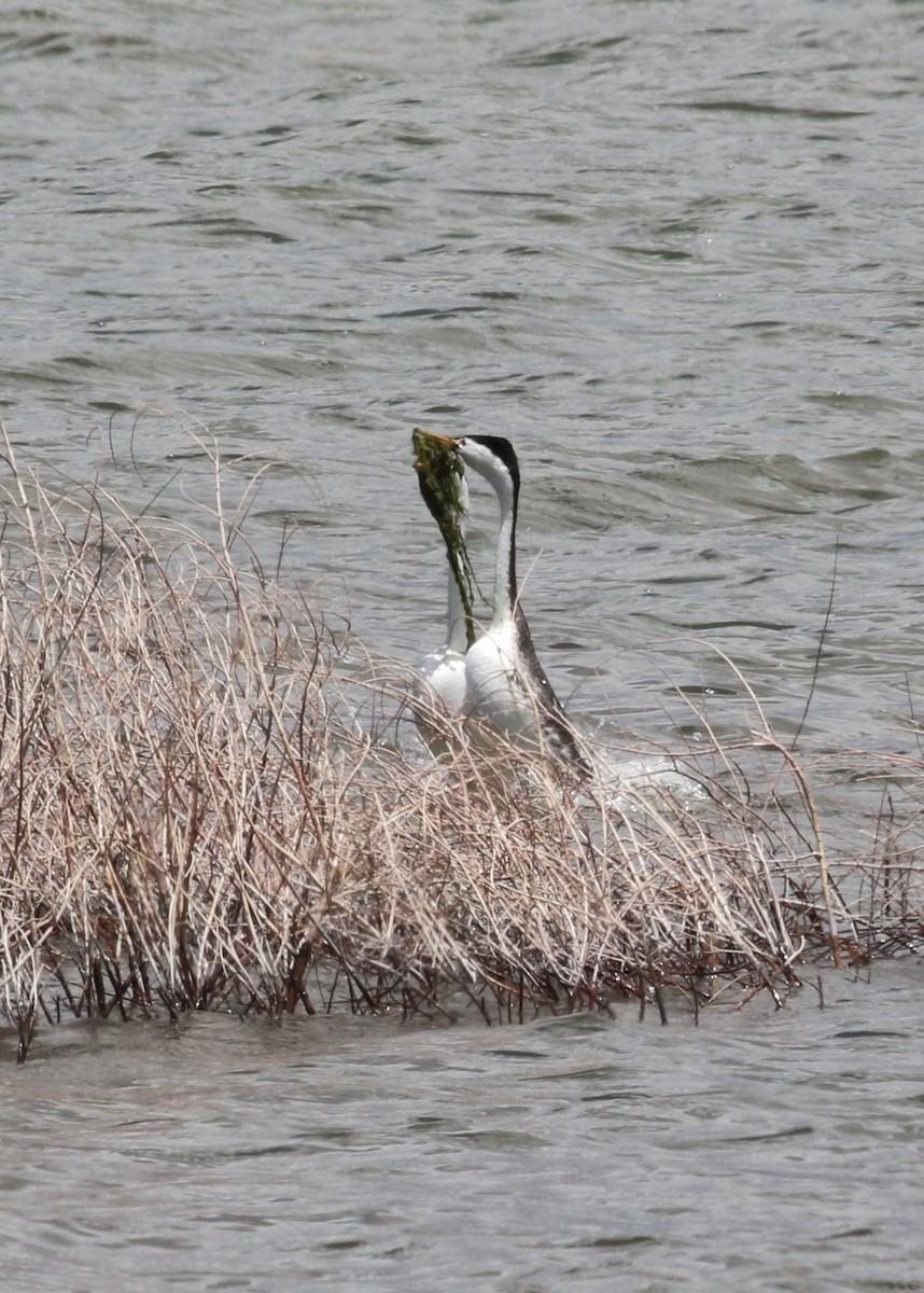 Clark's Grebe - ML636200707