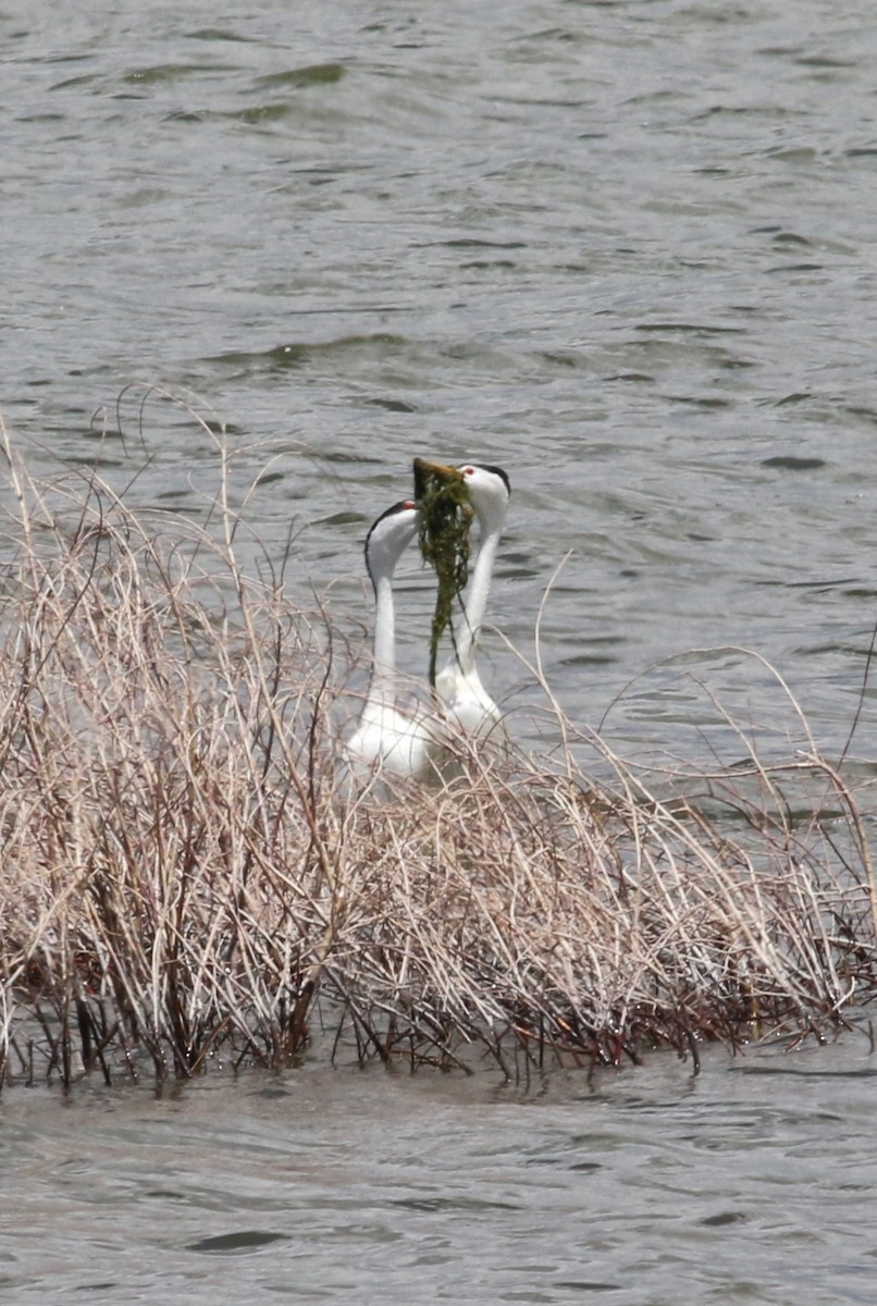 Clark's Grebe - ML636200708