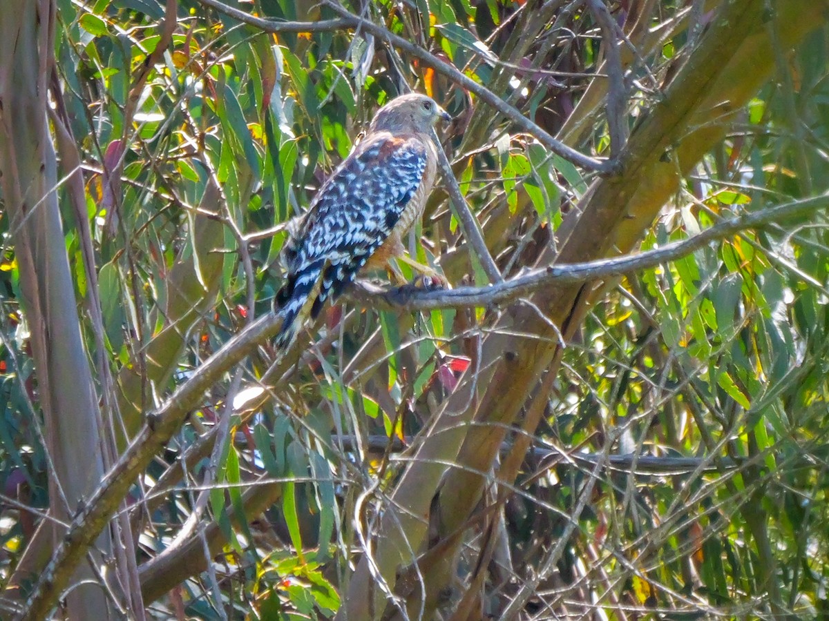 Red-shouldered Hawk - ML636200726