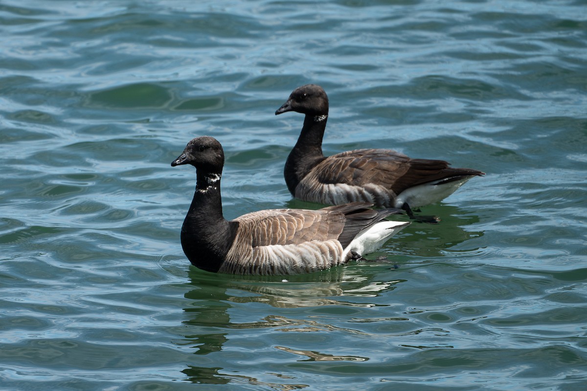 Brant - Ryan Griffiths