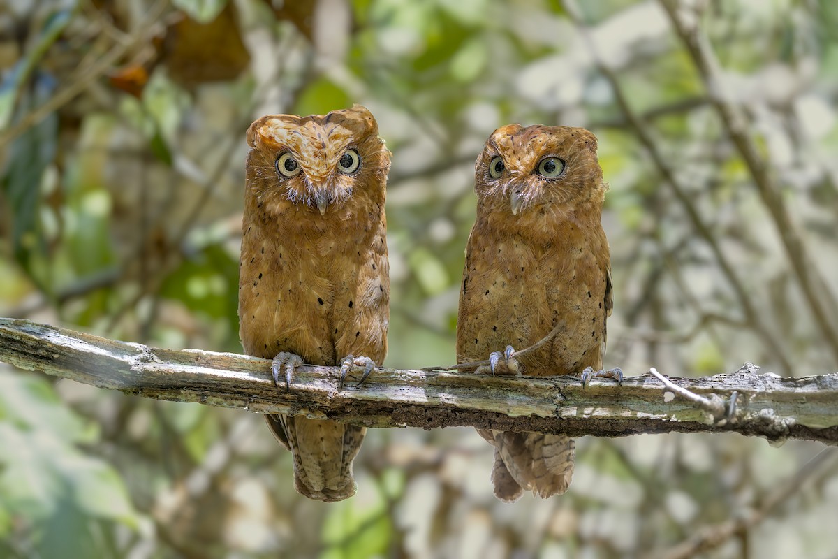 Sokoke Scops-Owl - ML636200795