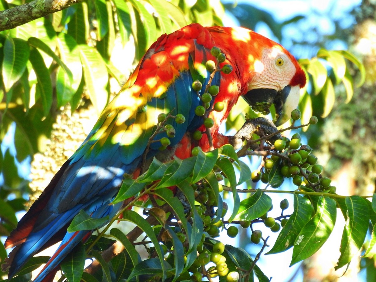 Scarlet Macaw - ML636200804