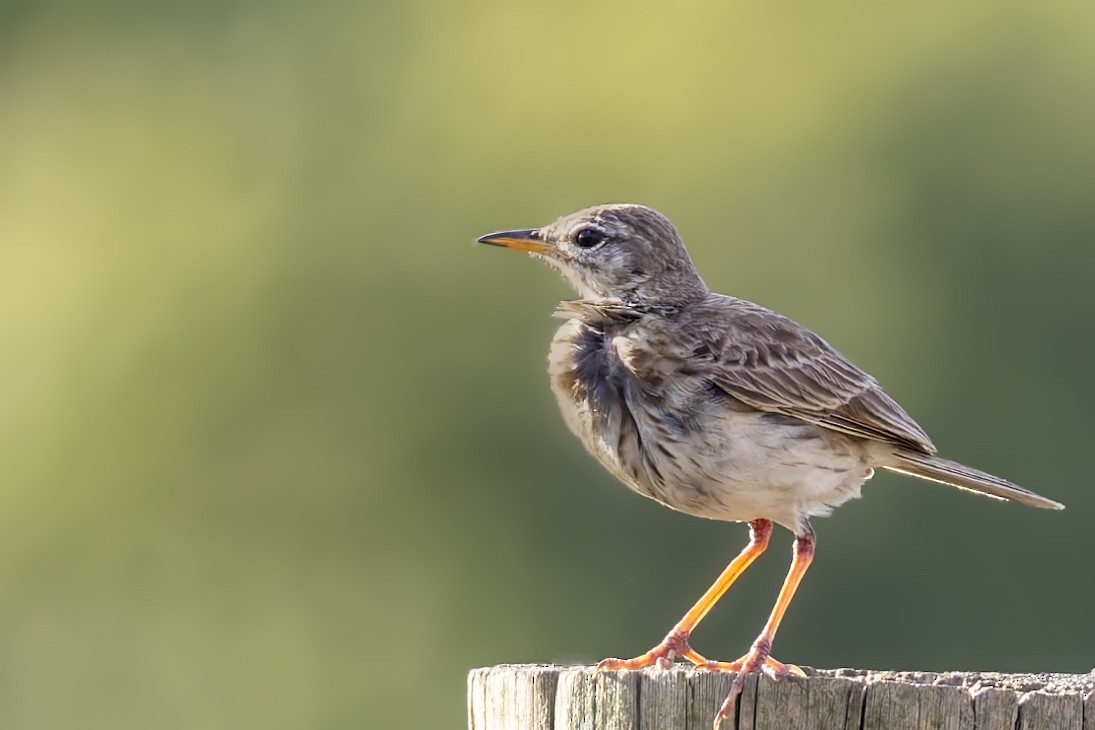 Malindipieper - ML636200899