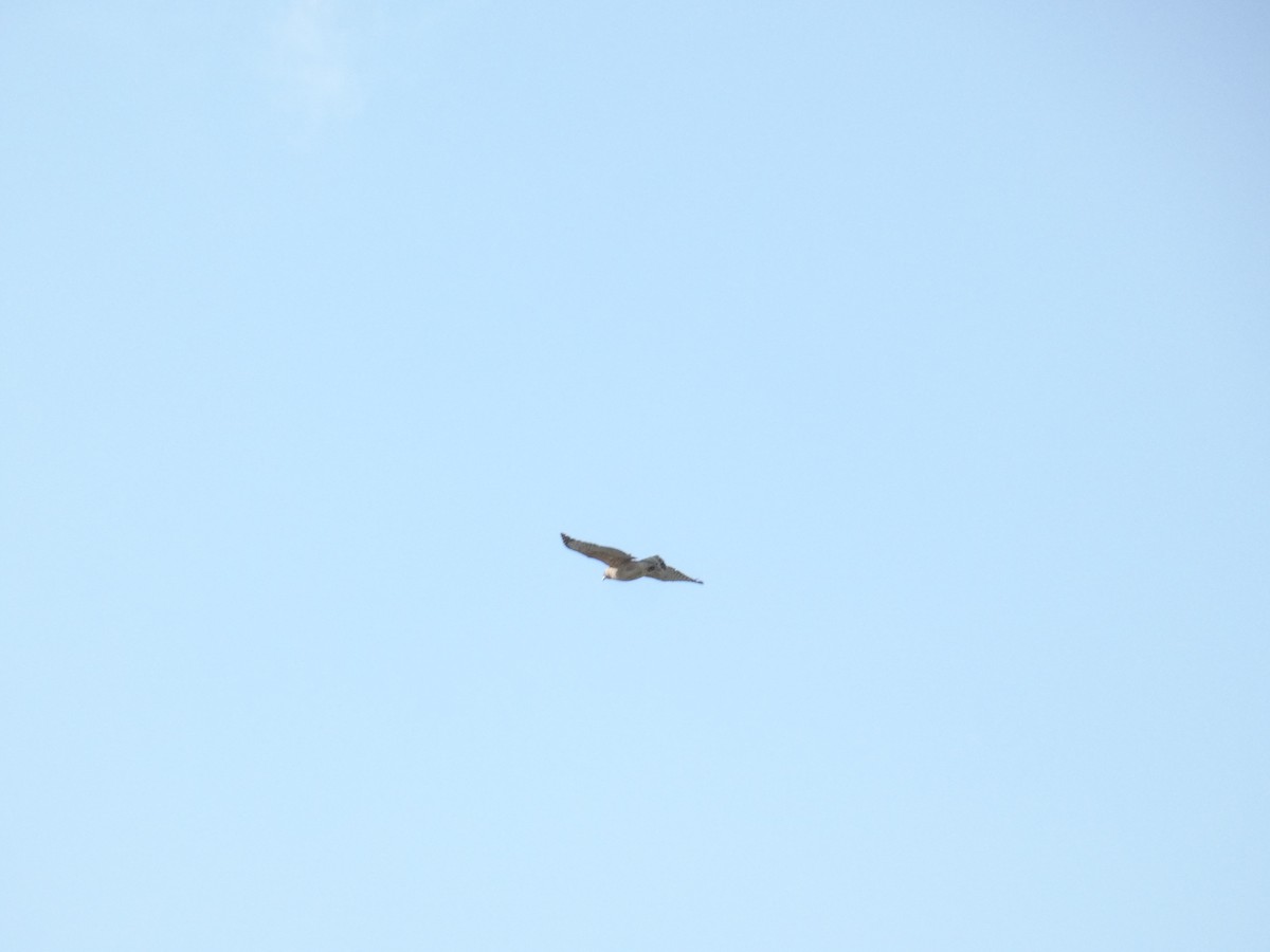 Red-shouldered Hawk - ML636200907