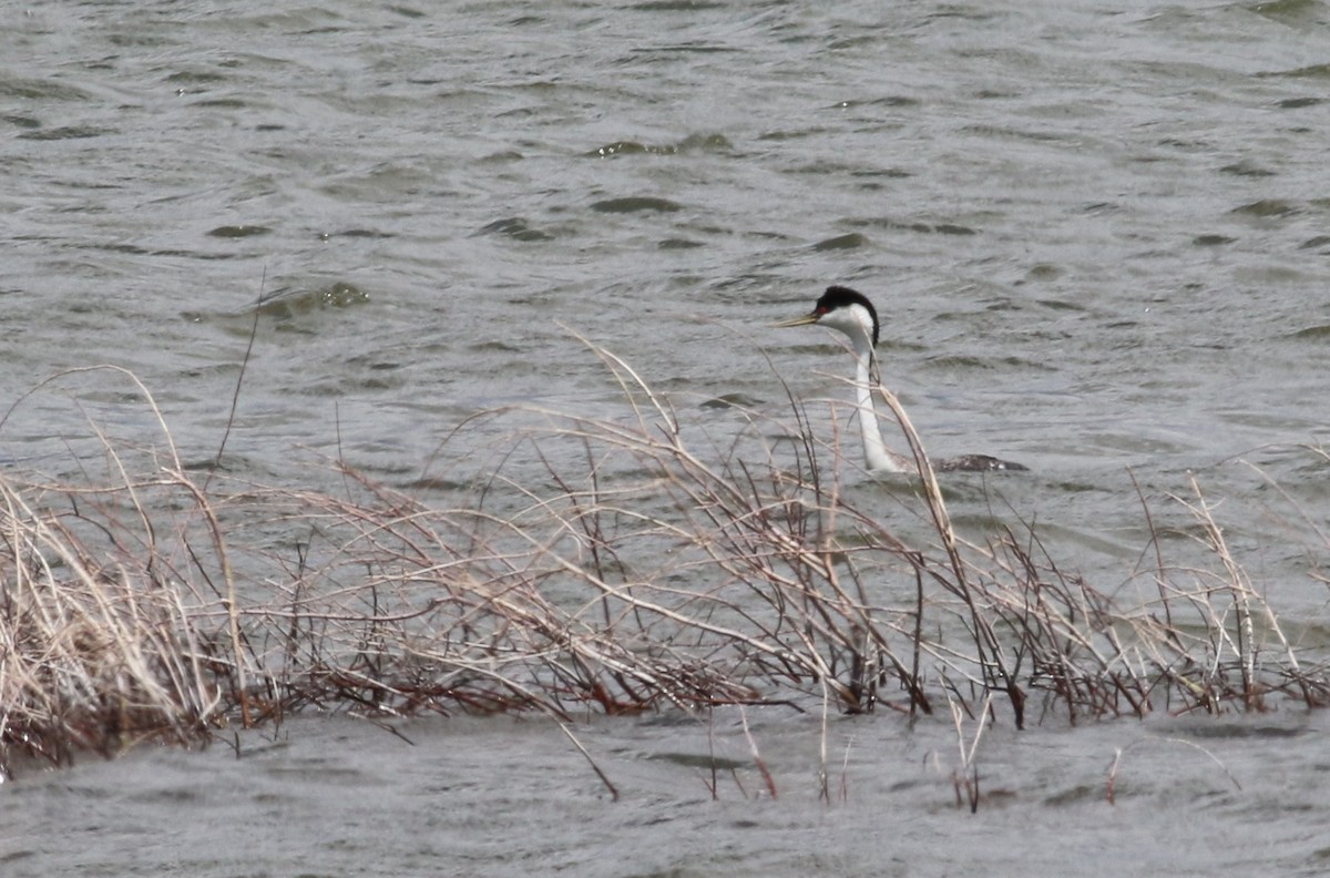 Western Grebe - ML636200939