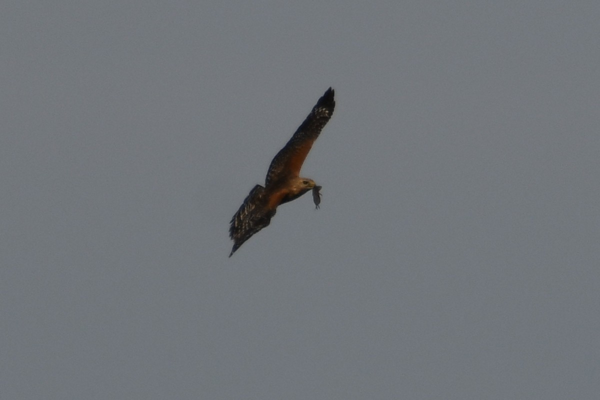 Red-shouldered Hawk - ML636201033
