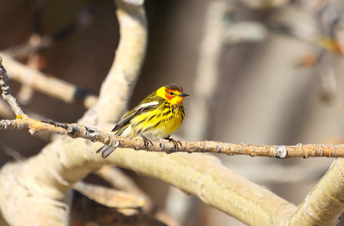 Cape May Warbler - ML636201040