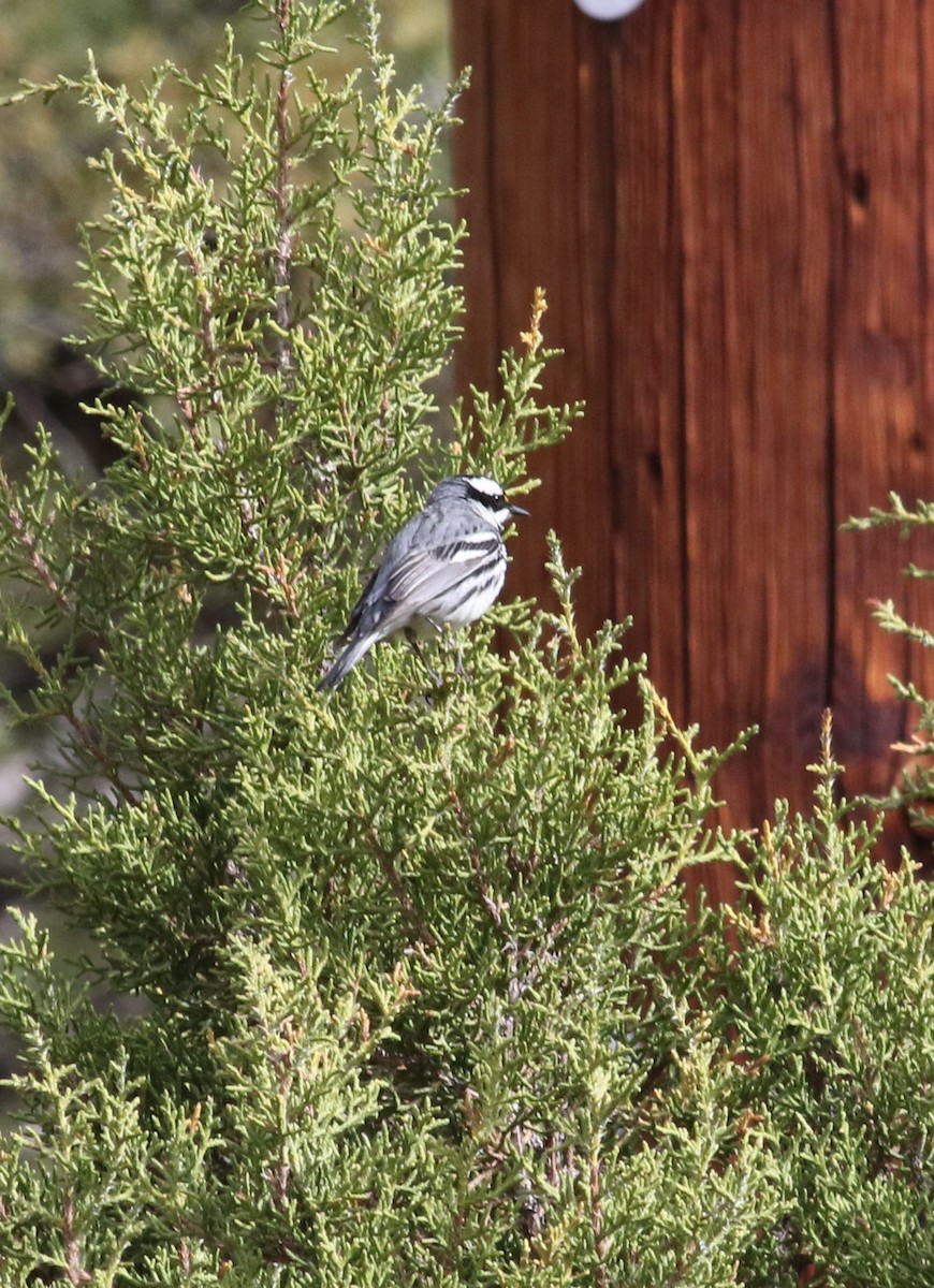 Black-throated Gray Warbler - ML636201043