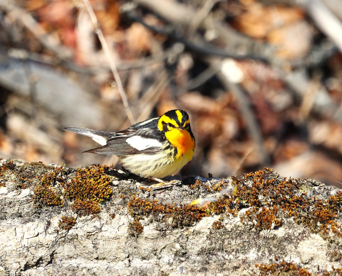 Blackburnian Warbler - ML636201068