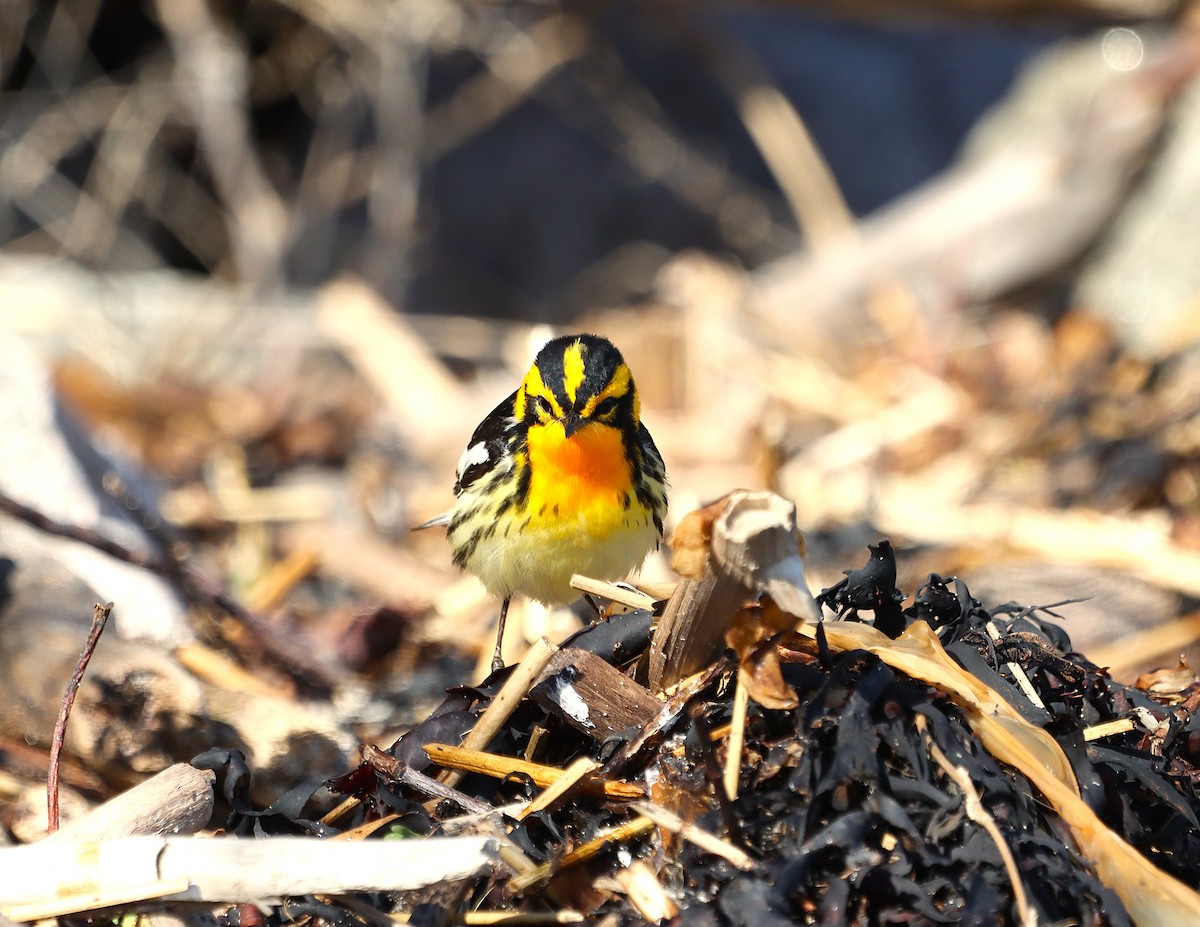 Blackburnian Warbler - ML636201069