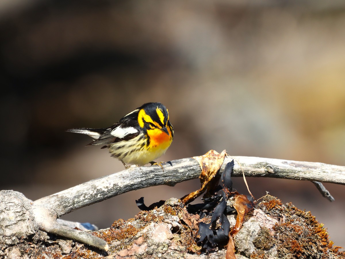Blackburnian Warbler - ML636201070