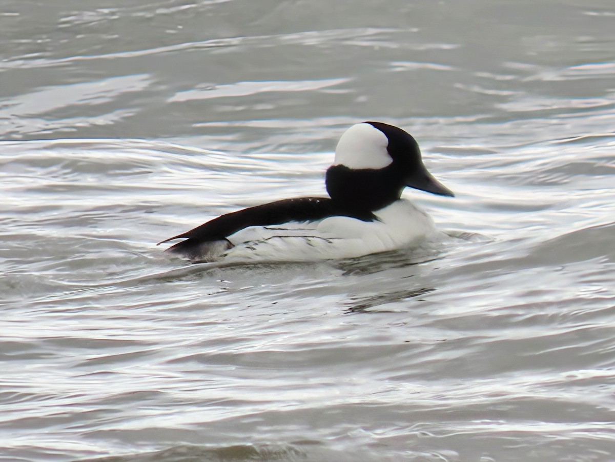 Bufflehead - ML636201097