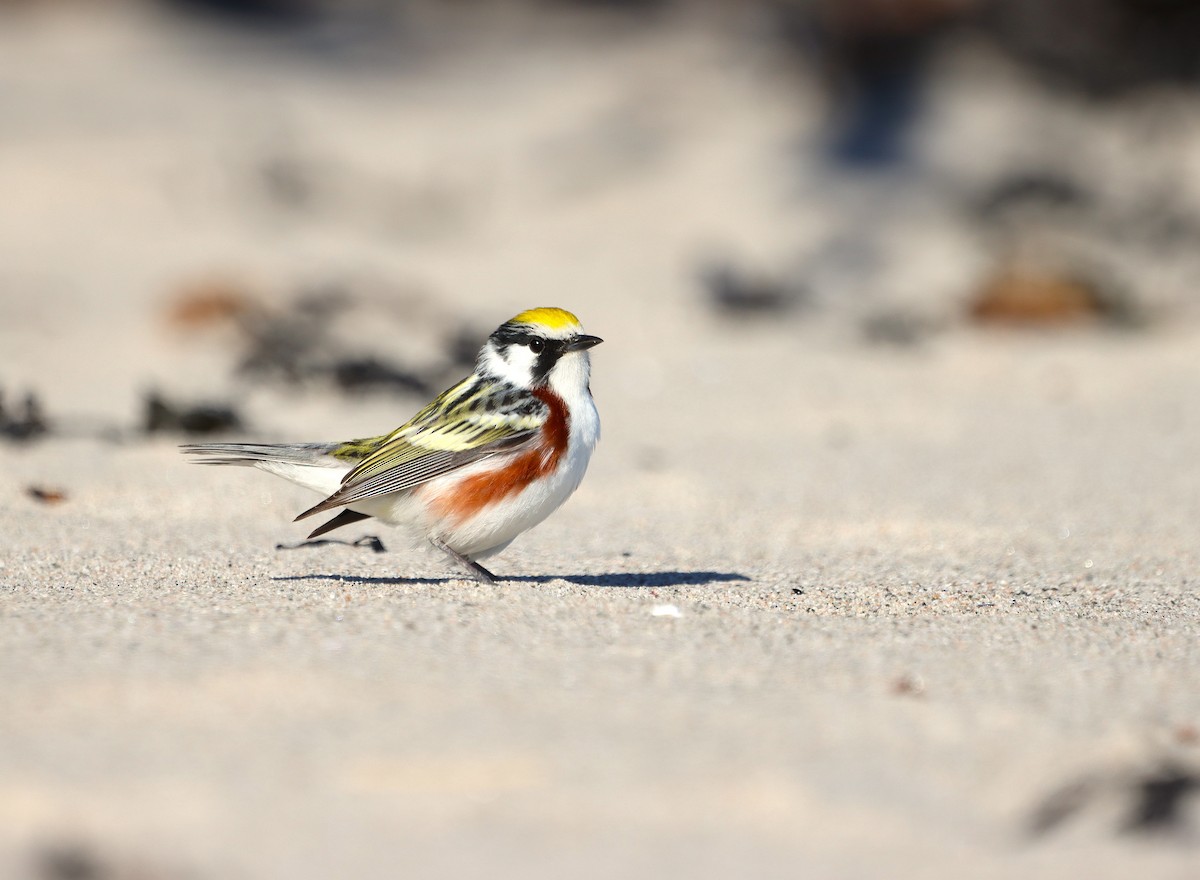 Chestnut-sided Warbler - ML636201101