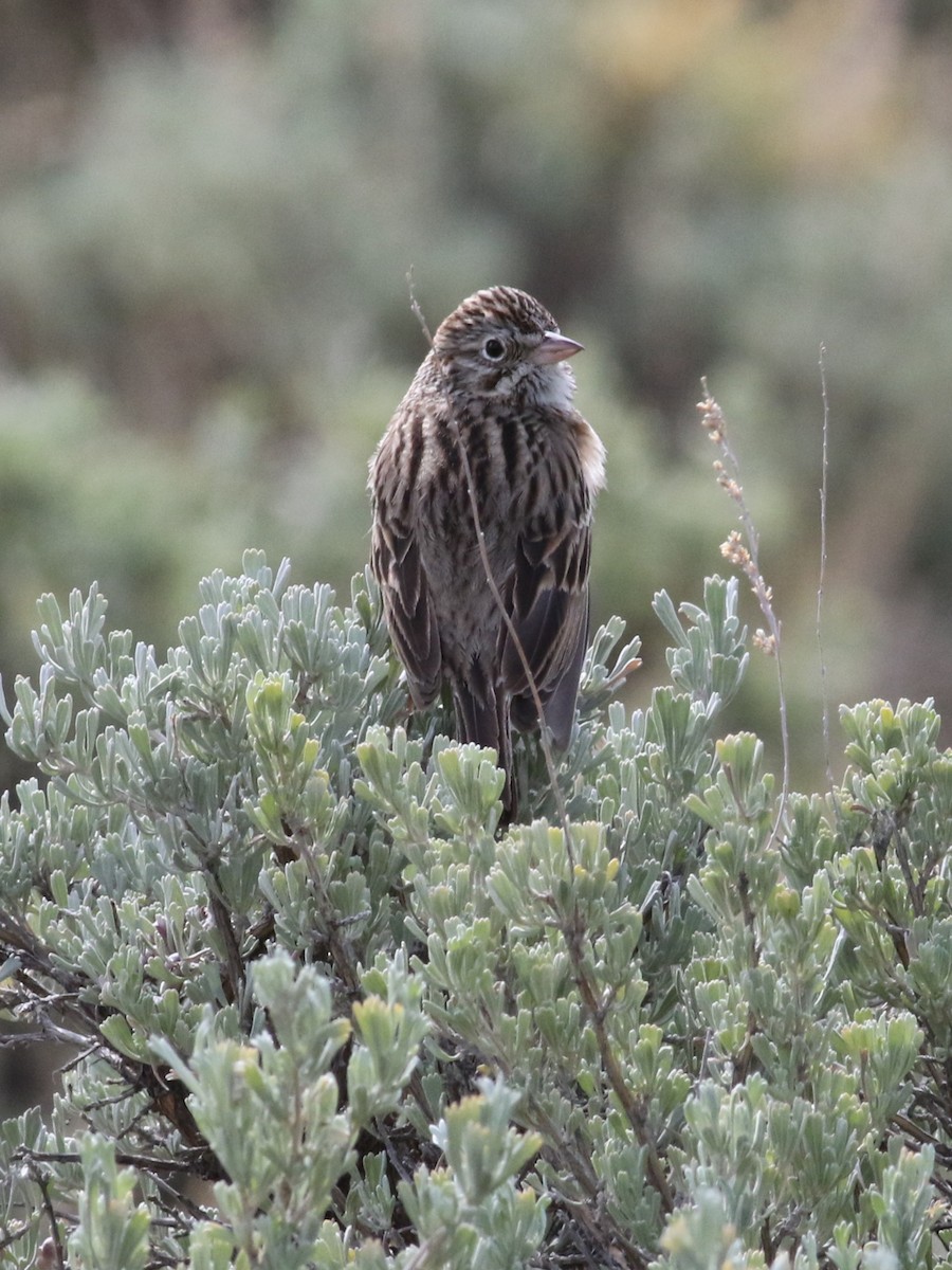 Vesper Sparrow - ML636201106