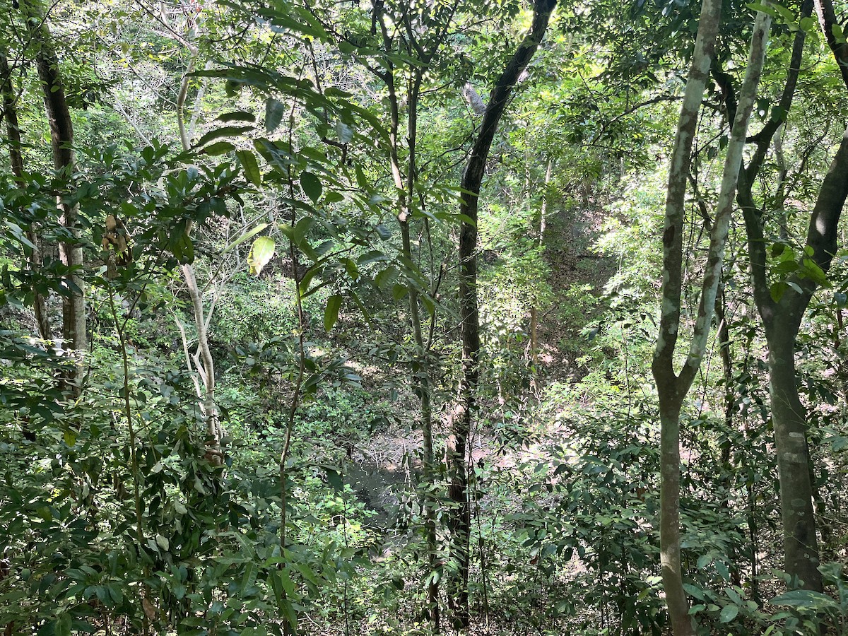 null - ML636201181