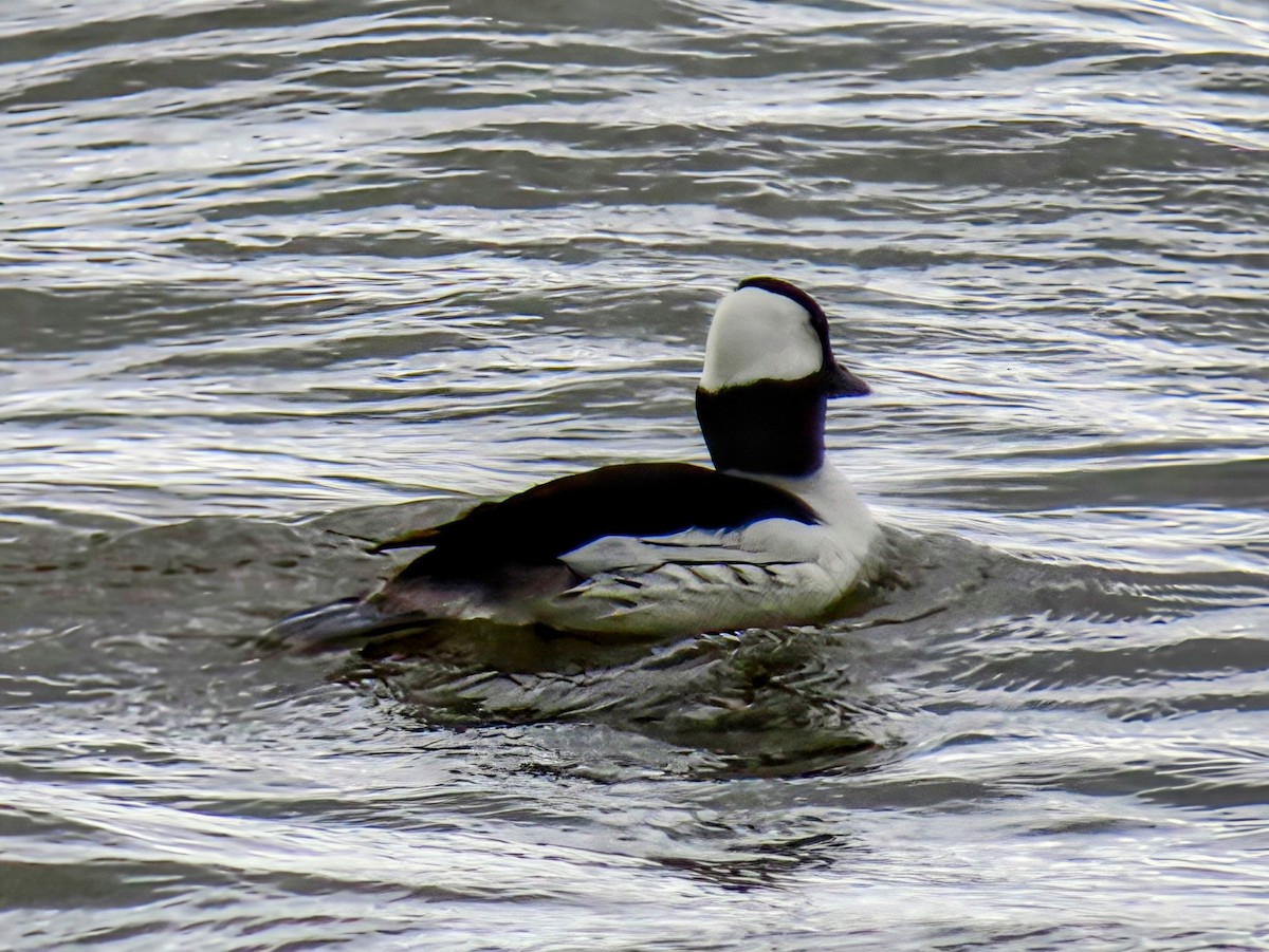 Bufflehead - ML636201186