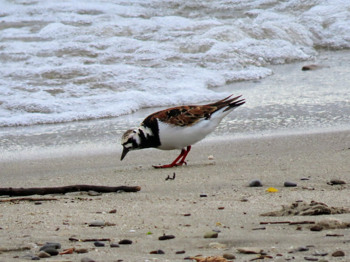 Ruddy Turnstone - ML636201200