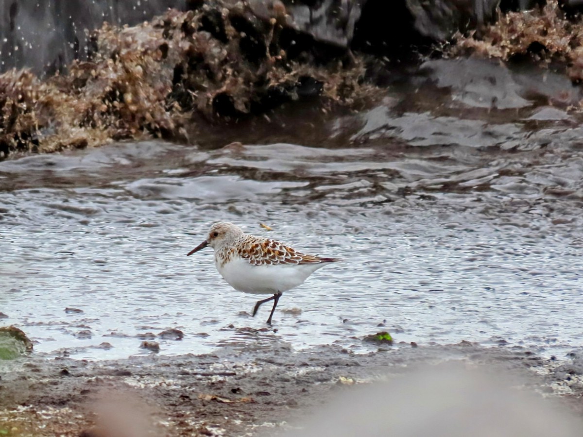 Sanderling - ML636201207