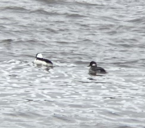 Bufflehead - ML636201216