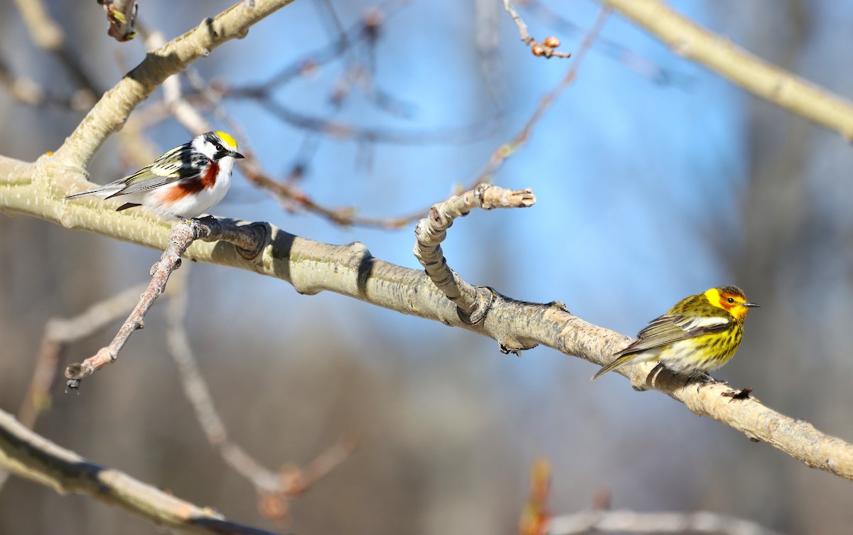 Chestnut-sided Warbler - ML636201241