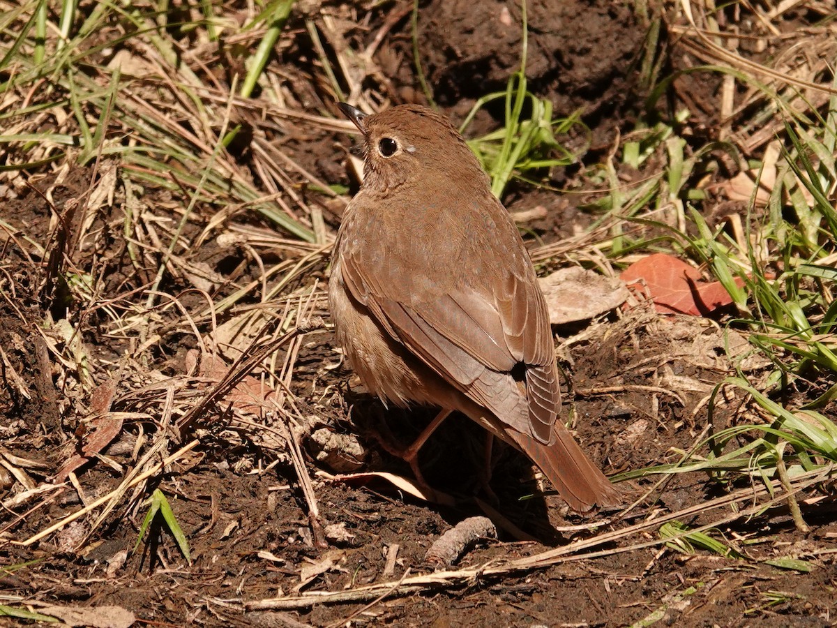 Swainson's Thrush (Russet-backed) - ML636201311