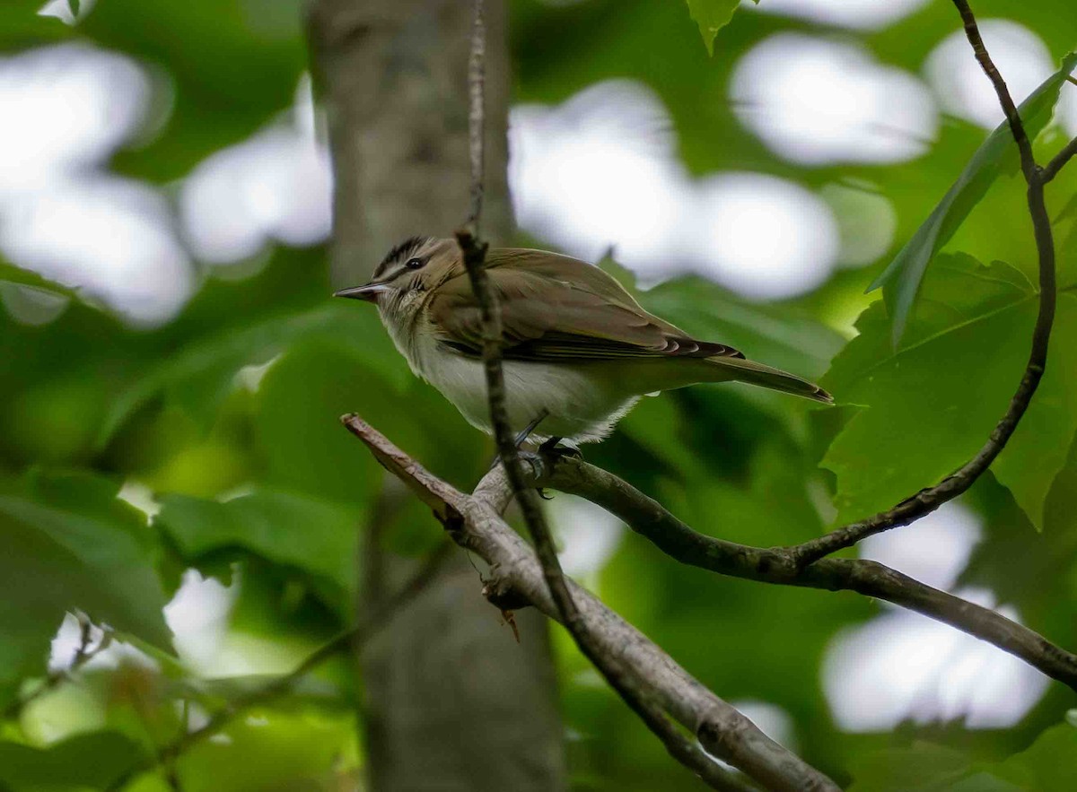 Red-eyed Vireo - ML636201350