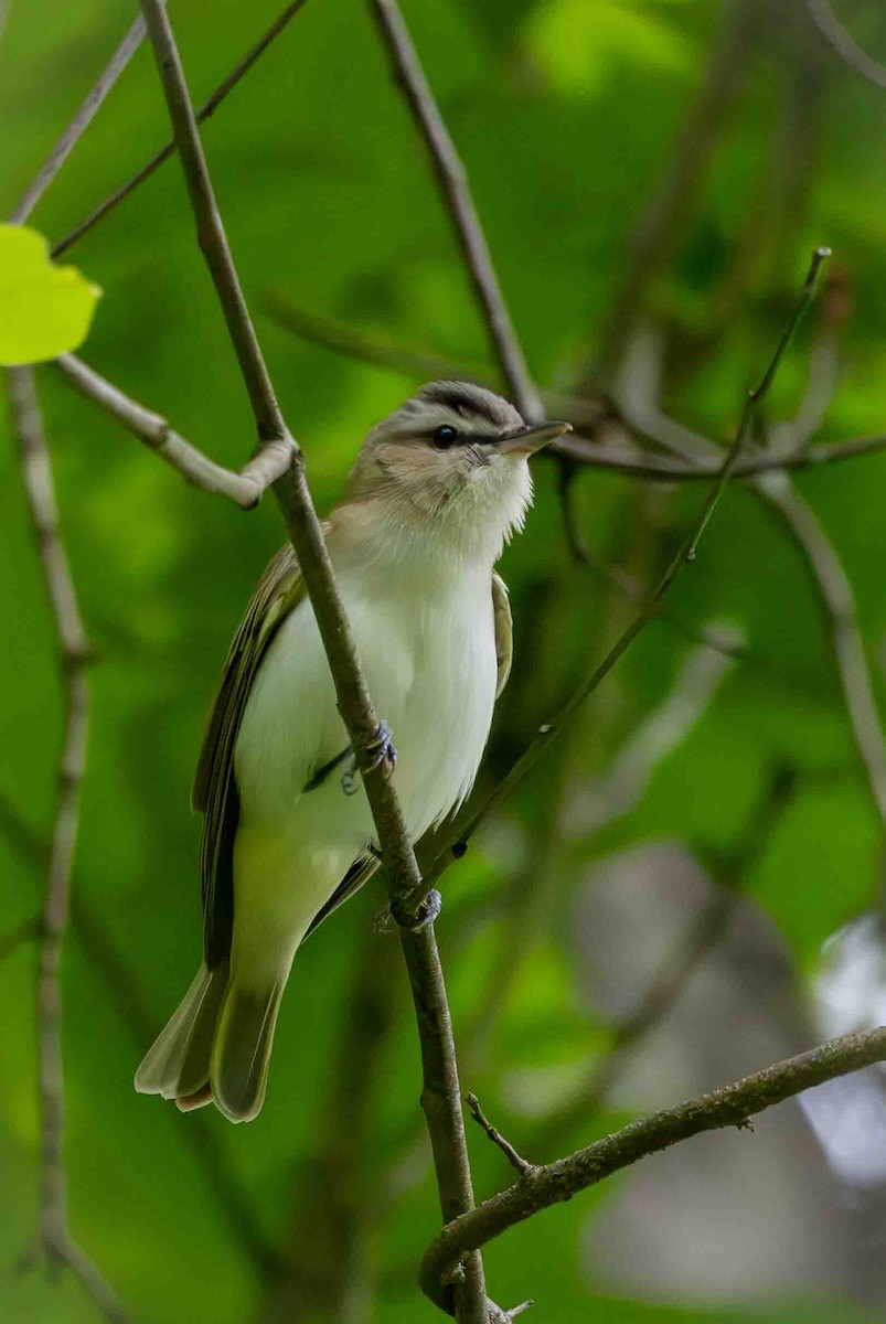 Red-eyed Vireo - ML636201351