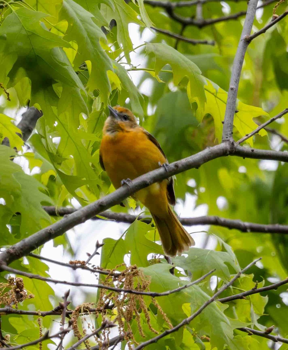 Baltimore Oriole - ML636201372