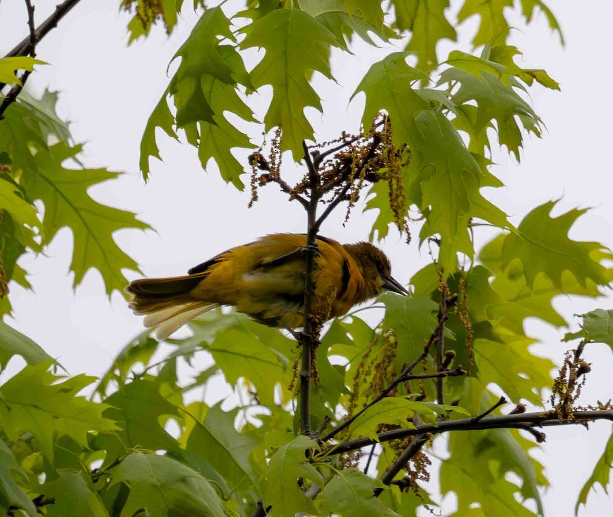 Baltimore Oriole - ML636201373