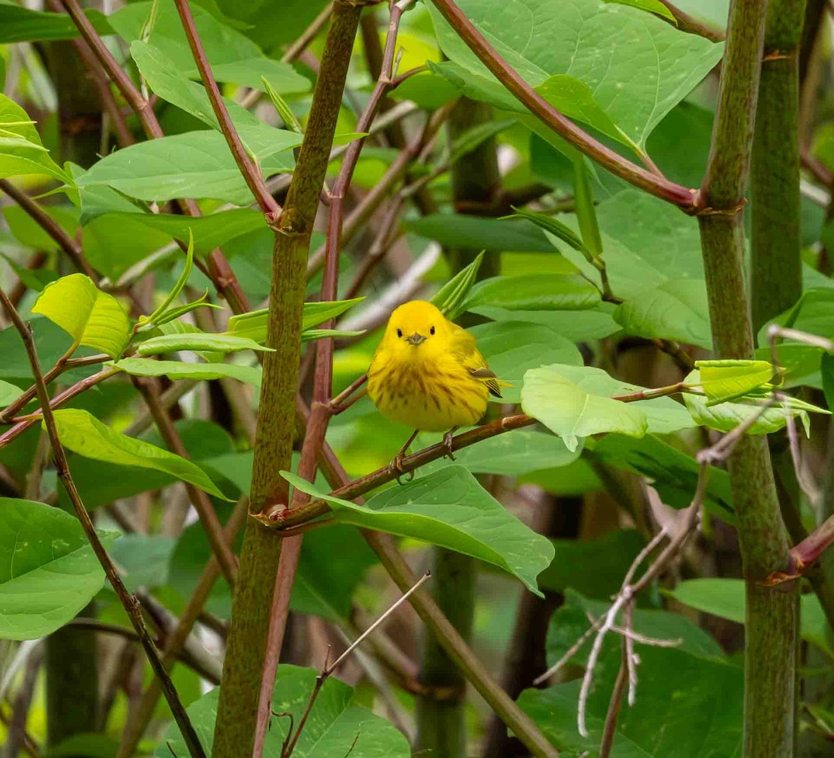 Yellow Warbler - ML636201386