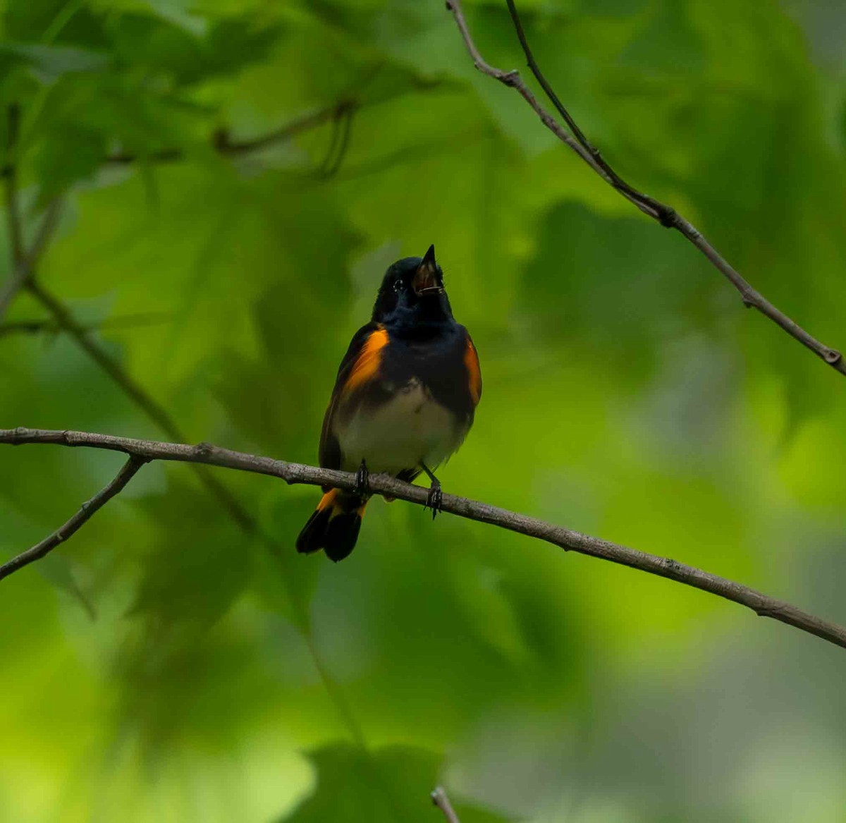 American Redstart - ML636201409