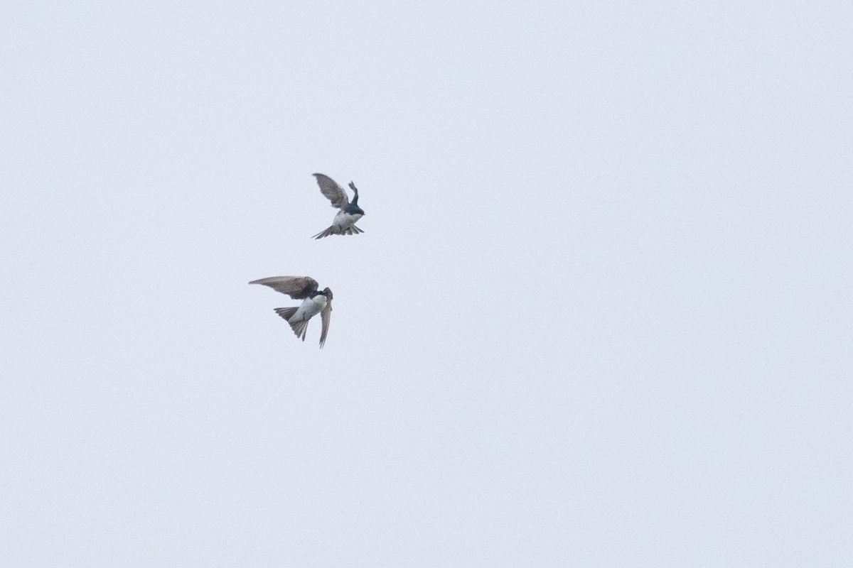 Hirondelle bicolore - ML636201412