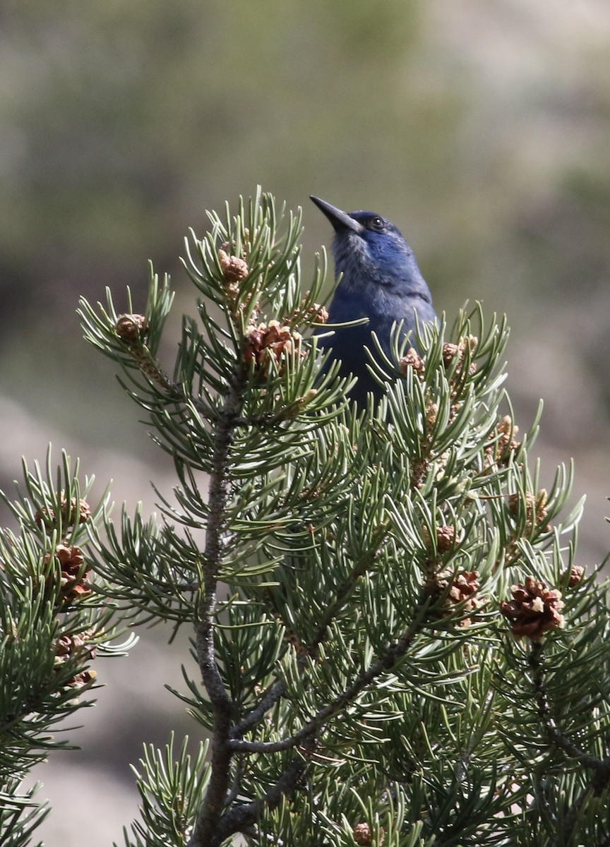 Pinyon Jay - ML636201427