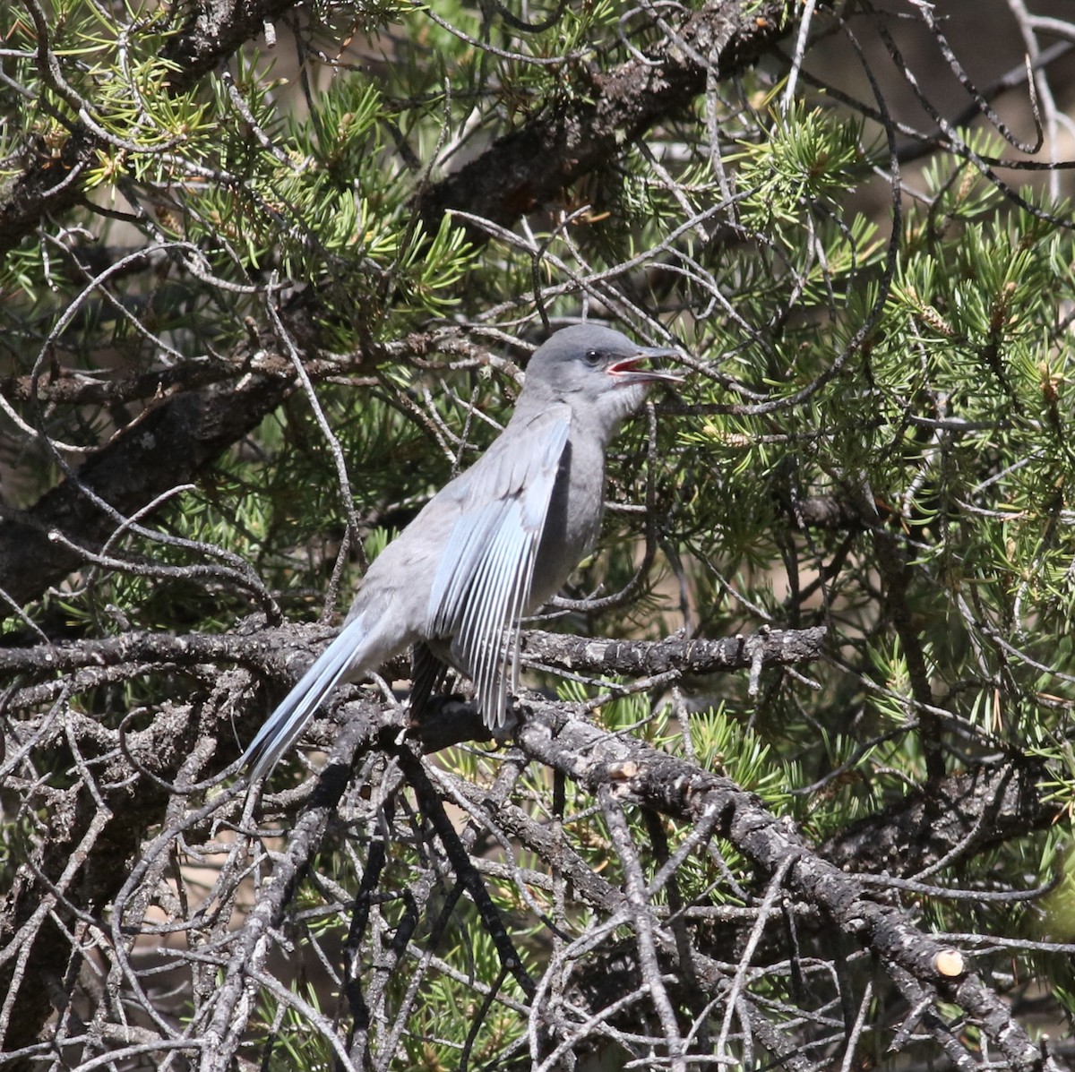 Pinyon Jay - ML636201428
