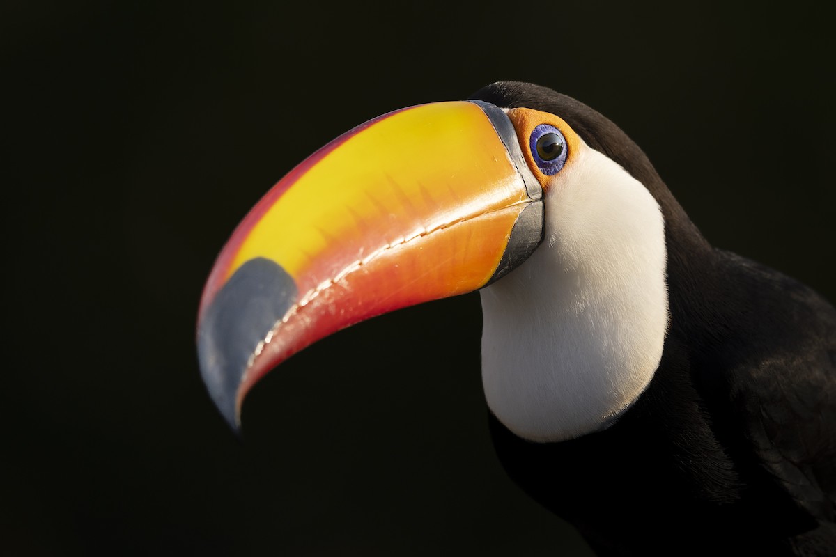 Toco Toucan - ML636201574