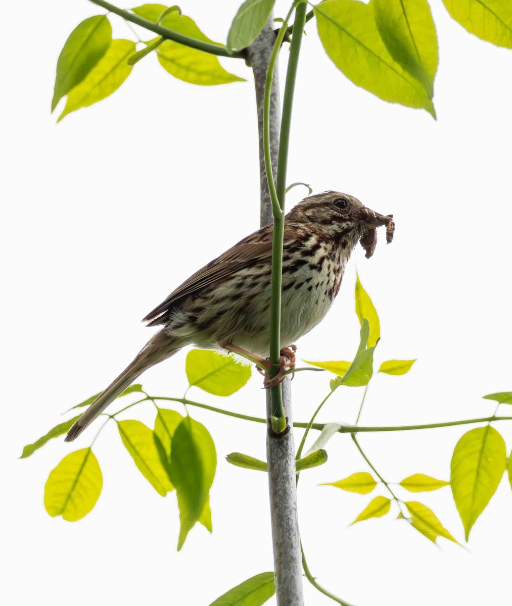 Song Sparrow - ML636201686