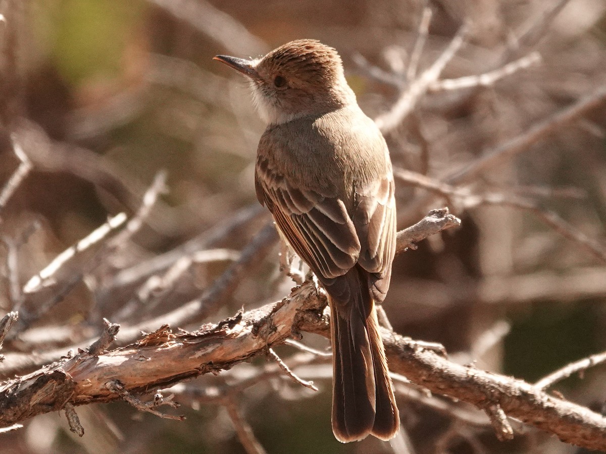 Dusky-capped Flycatcher - ML636201722