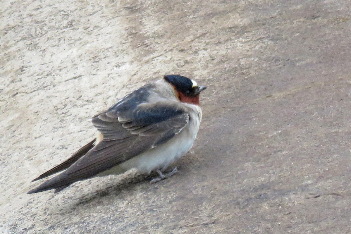 Cliff Swallow - ML636201743