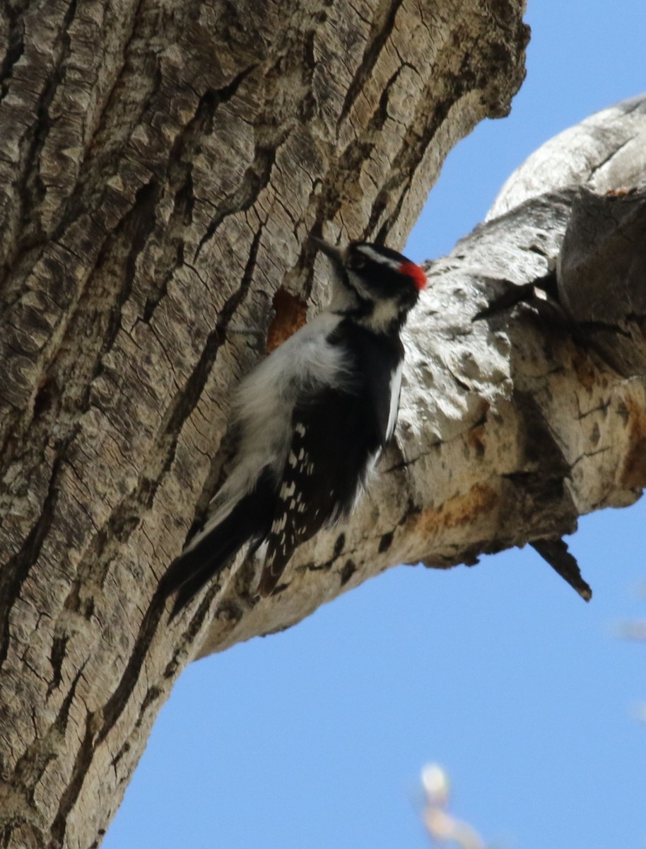 Downy Woodpecker (Rocky Mts.) - ML636201771